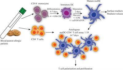 Fructo-Oligosaccharides Modify Human DC Maturation and Peanut-Induced Autologous T-Cell Response of Allergic Patients In Vitro